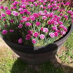 Meet your Posher, Nazanin